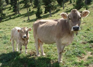 Tensió amb el Govern: el sector agrícola i ramader demana més participació en l’Agència de la Natura