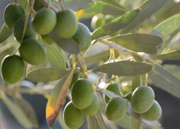 Situació crítica per a l’olivera de secà: JARC demana un pla d’acció immediat al Govern