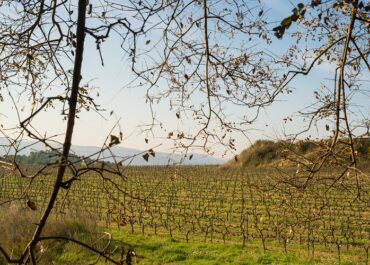 Noves autoritzacions de plantació de vinya 2023
