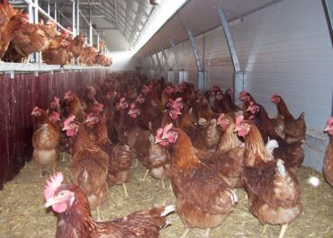 És inadmissible l’entrada de pollastre del Marroc que incompleix requisits que s’exigeixen als avicultors de la UE