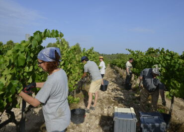Aconsellem els viticultors que no signin els contractes de compravenda de raïm pel preu abusiu que ofereixen els cellers