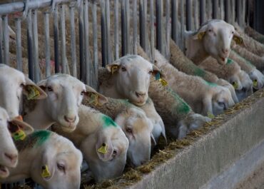 El boví i l’oví de carn català reclamen una excepcionalitat a la crema de palla per a usos energètics