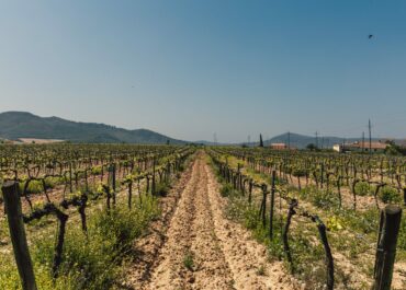 Noves autoritzacions de plantació de vinya 2024
