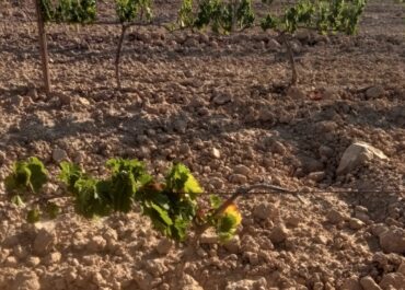 Pèrdues de fins al 90%: la sequera devasta la collita de la vinya a la Terra Alta