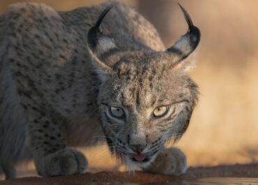 Reintroducció del Linx Ibèric a Catalunya: Perills i implicacions per al sector agrari