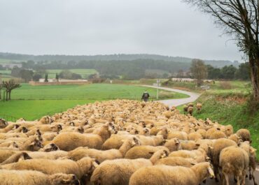 La sequera amenaça la supervivència de les explotacions d’oví i cabrum a Catalunya