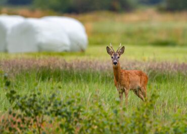 Farts dels danys de fauna: Exigim solucions urgents
