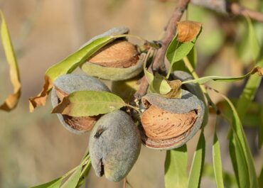 Nou ajut estatal per als productors de fruits secs de Tarragona afectats per la sequera