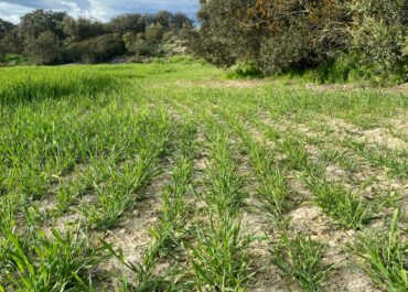 Mesures urgents per fer front als danys de fauna en zones ZEPA