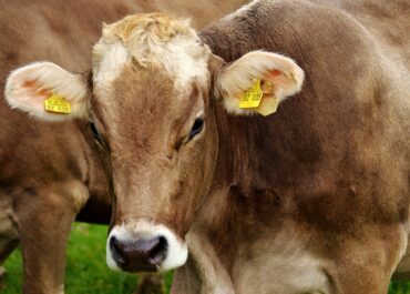 Nous cròtals electrònics NOMÉS per a bovins nascuts a partir de l’1 de juliol