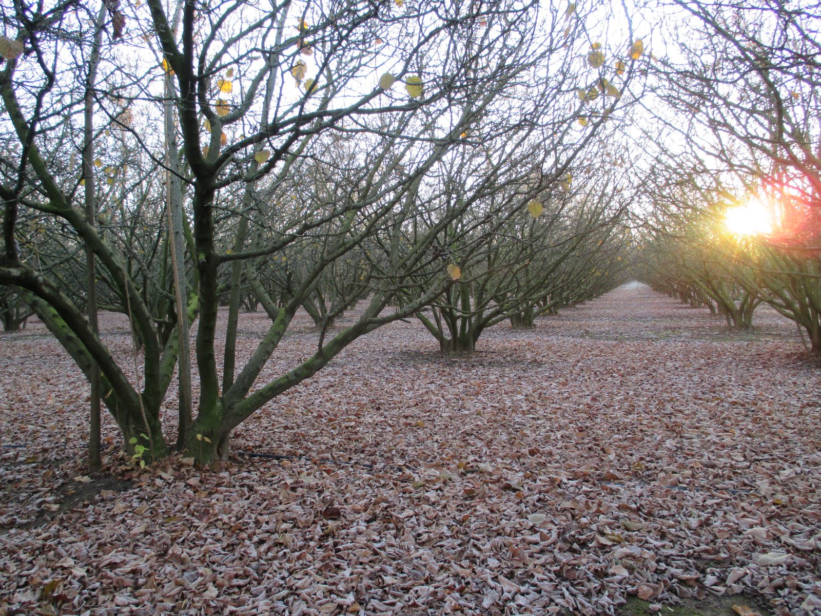 Camp d'avellaners