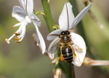 🐝 Ajuts per a la pol·linització 2025: Tot el que cal saber