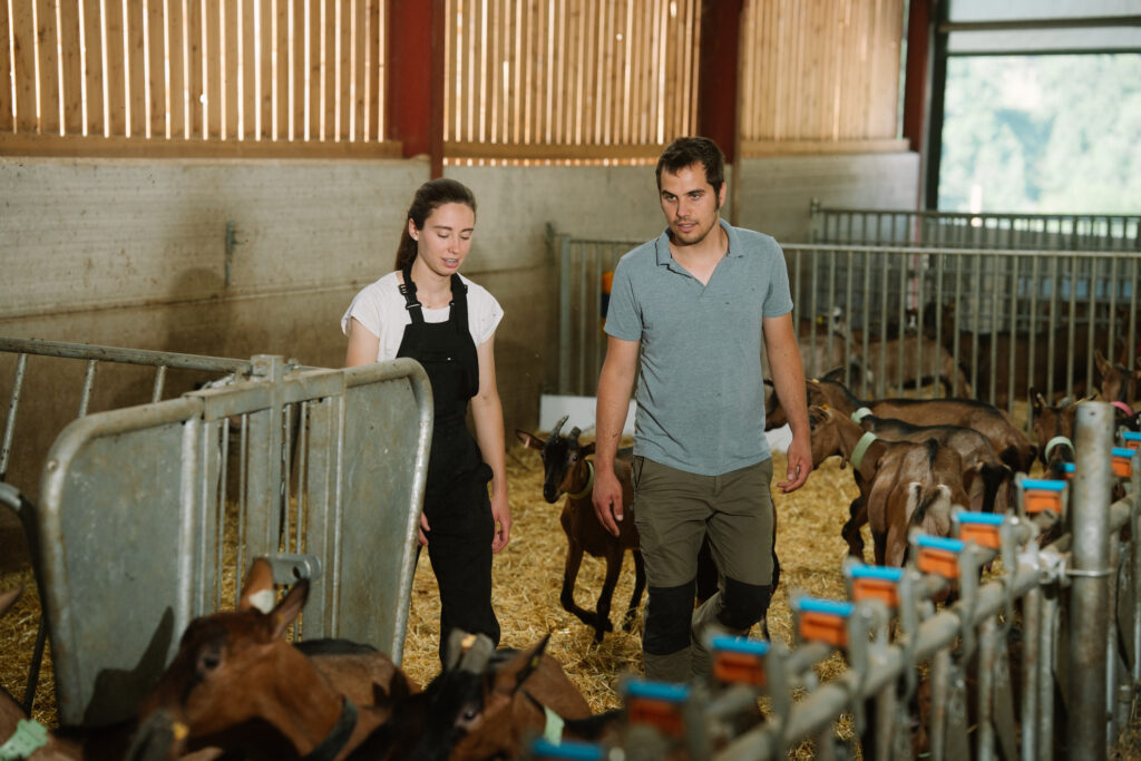 Bernat i Clàudia de la granja Cal Jeroni treballant amb les cabres lleteres a Víllec, la Cerdanya.