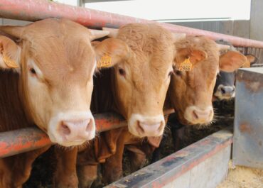 Hem reclamat mesures urgents al Ministeri d’Agricultura davant la crisi de la dermatosi nodular