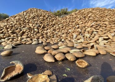 Ja pots contractar l’assegurança de fruita seca per al pla 2025 (collita 2026)