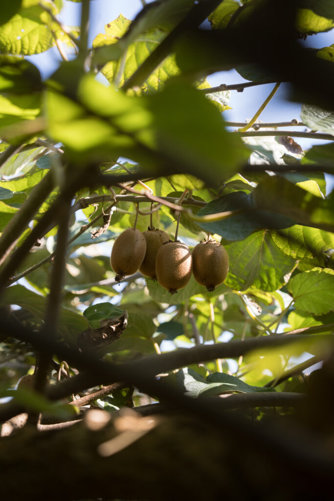 Kiwis de Prosmokiwi, dolçor kiwi català