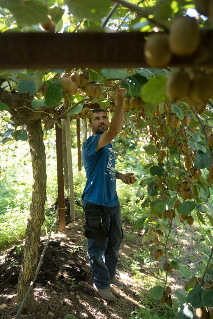 Treballador Kiwi català Prosmokiwi