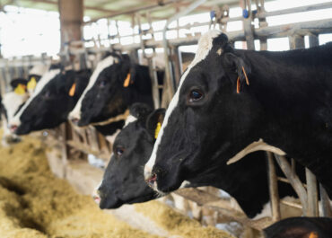 Novetats dermatosi: ajut per compensar les pèrdues pels decomisos de despulles a l’escorxador?