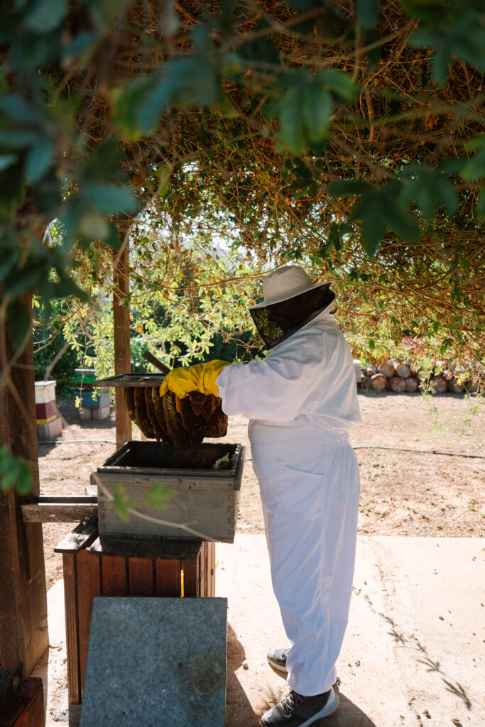 Apicultor treballant a la Casa Museu de la Mel. Apiexperience. Safari d'abelles. 