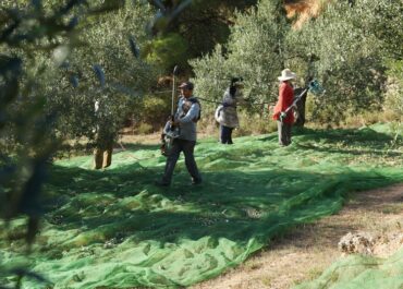 Sentència ferma: les taules salarials del Conveni Agropecuari no s’actualitzen automàticament amb el SMI