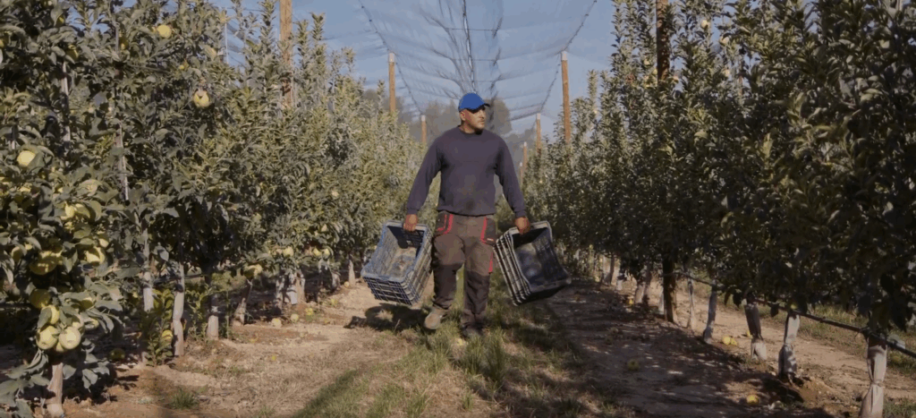 Xavier Baró fent la collita de pomes de bosc Boscada a la finca de Bellaguarda
