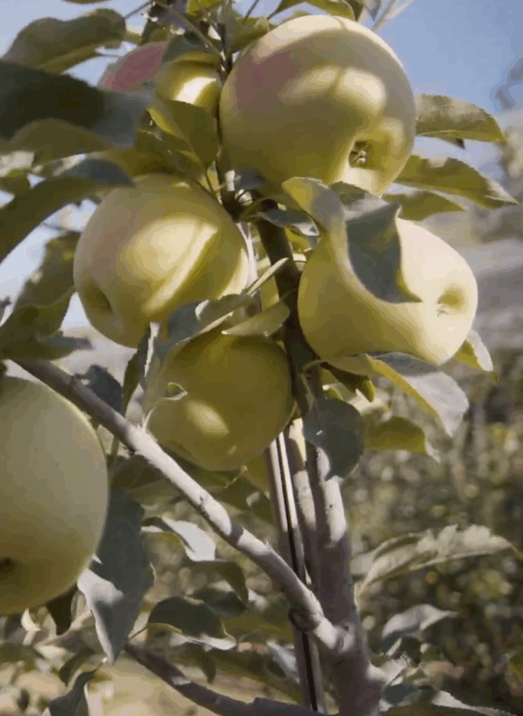Pomes de bosc Boscada a la finca de Bellaguarda