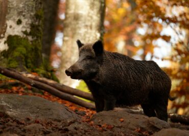 PPA: Exigim ajuts urgents i més protecció per als productors de porcí