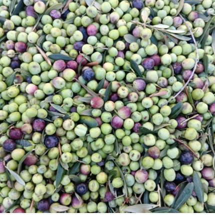 Borges Blanques. Disseny i maneig de plantacions intensives d’olivera