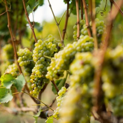 Vilafranca del Penedès. Jornada novetats PRV 2026