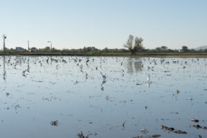 Gavines a l'aigua als arrossals del Delta de l'Ebre.