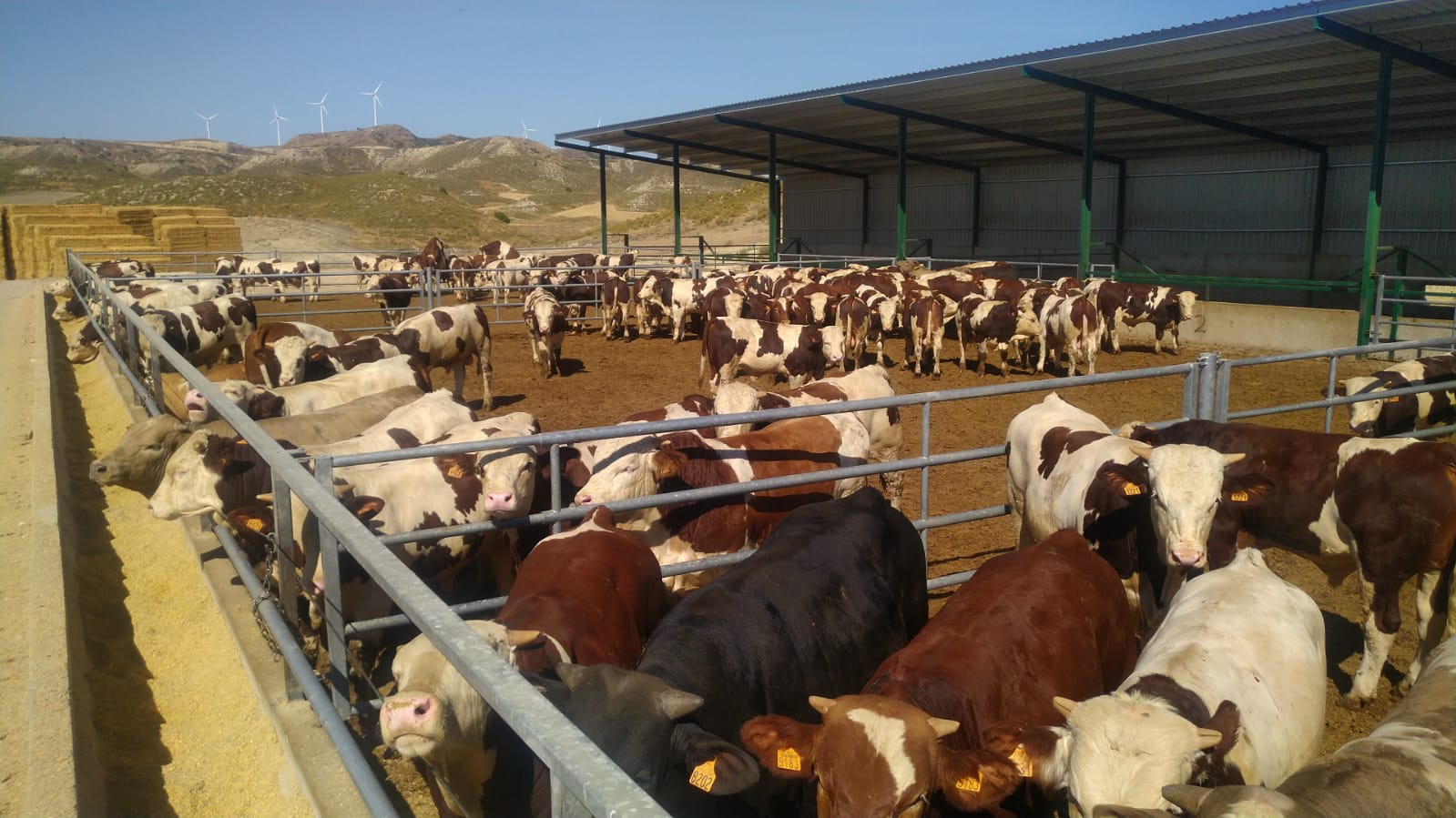 Binefar. Jornada boví de carn