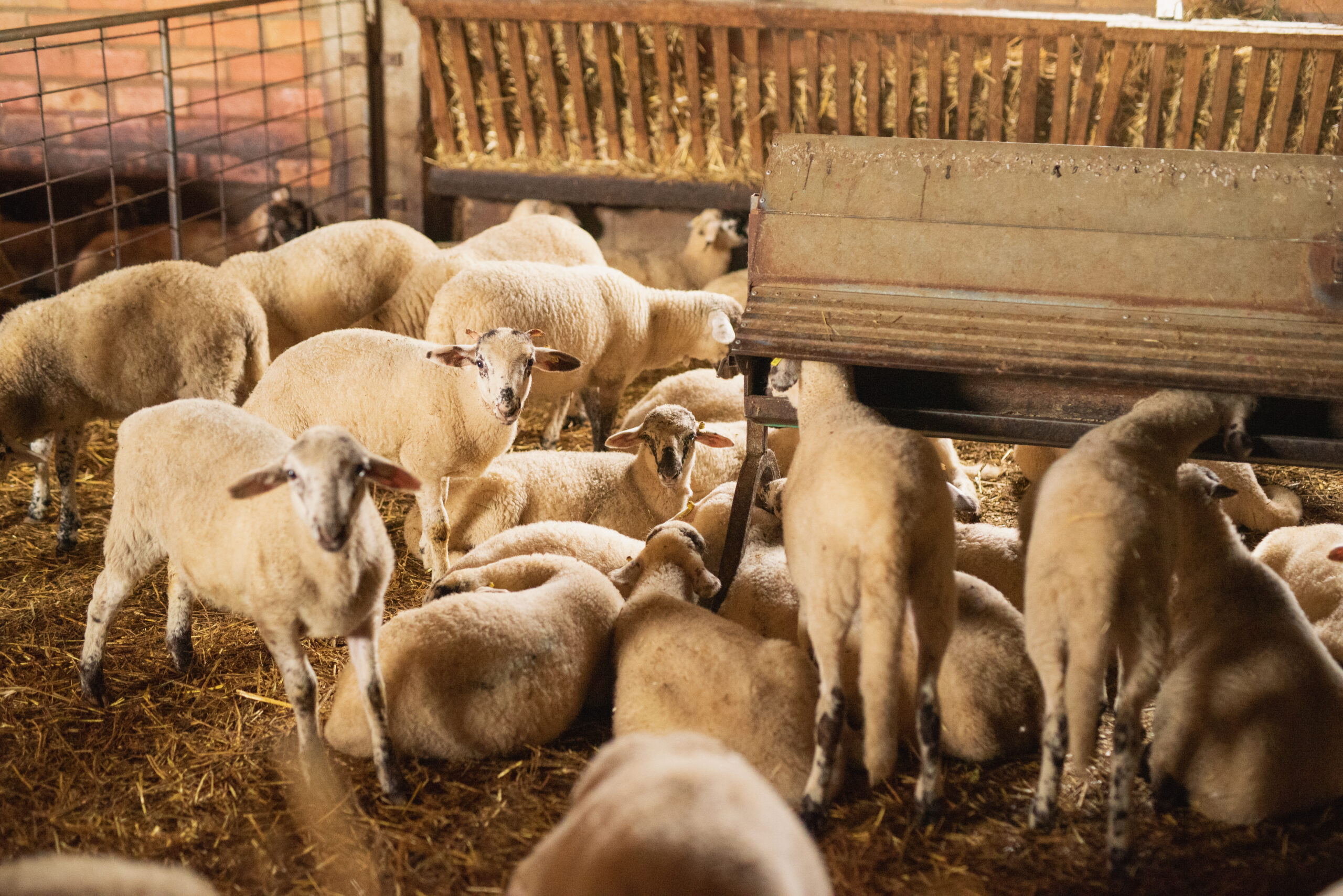 Girona. Fem créixer el valor del nostre ramat i del nostre projecte