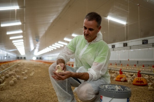 gerent avicola perelló amb un pollet a la mà