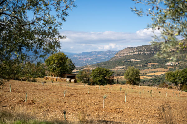 veus del camp ivan caelles jarc